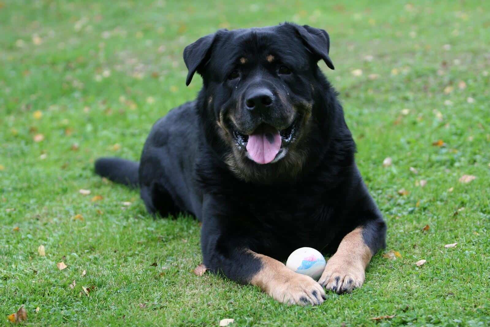 Dog laying on the grass with his mouth open and a ball between his feet