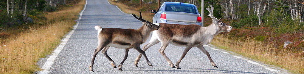 deer crossing a road with a car in the background