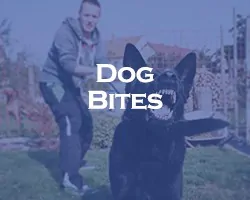 Dog Bites - blue overlay on a dog lunging with teeth bared, with its owner holding its leash in the background