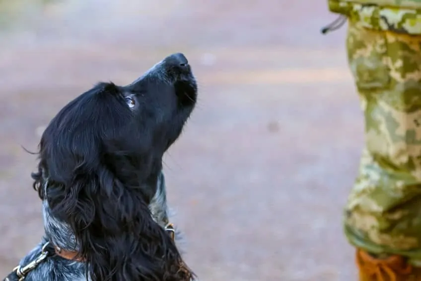border dog sitting on the ground looking up at a soldier
