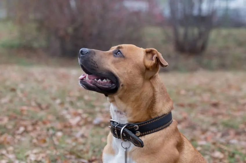 an american pit bull terrier puppy in a park in autumn